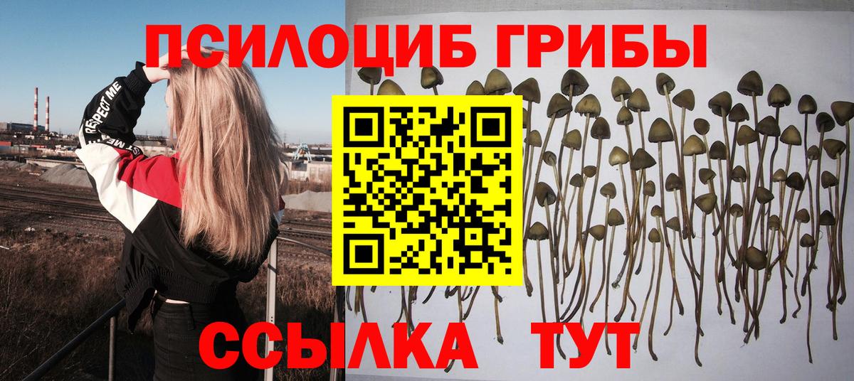 купить наркотик  Псилоцибиновые грибы Cubensis  Вход с VPN  Бузулук 